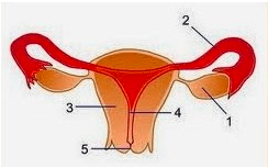 Tempat terjadinya ovulasi