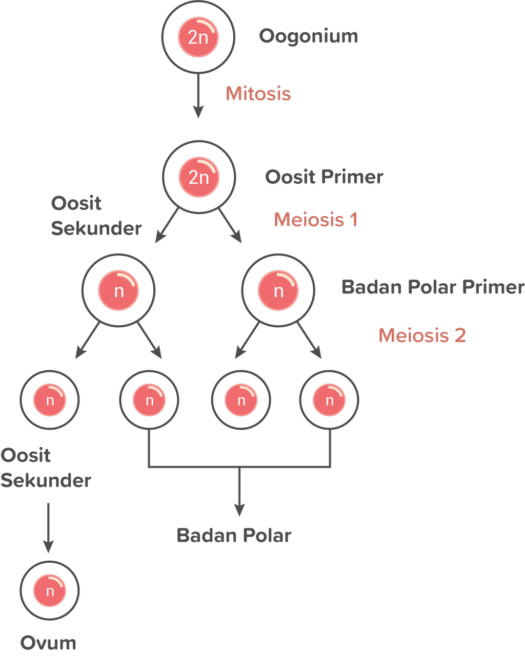 Hasil Akhir Proses Oogenesis Dari Satu Oogoniumber