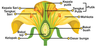 Struktur bunga