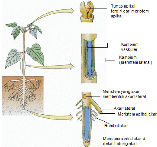 Tujuan dihilangkannya jaringan meristem primer di ujung bagian tumbuhan adalah agar tumbuhan tersebu