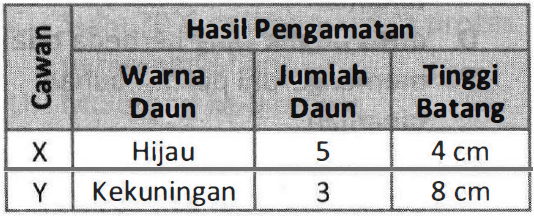 Bagaimanakah Cara Kerja Cahaya Memengaruhi Pertumb