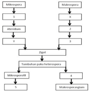 Perhatikan Skema Daur Hidup Tumbuhan Paku Heterosp