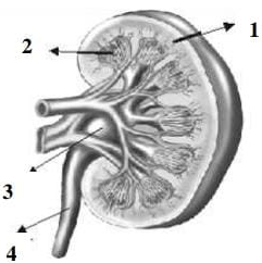 Perhatikan Gambar Ginjal Berikut Ini Tempat Pe