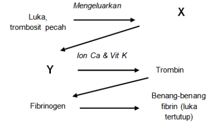 Perhatikan Diagram Proses Pembekuan Darah Di Bawah