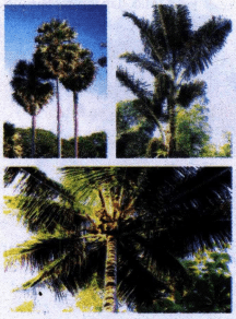 Pohon Lontar Tumbuh Subur Di Daerah Dataran Rendah