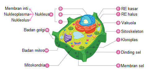 Perhatikan Struktur Sel Tumbuhan Berikut! Ba...