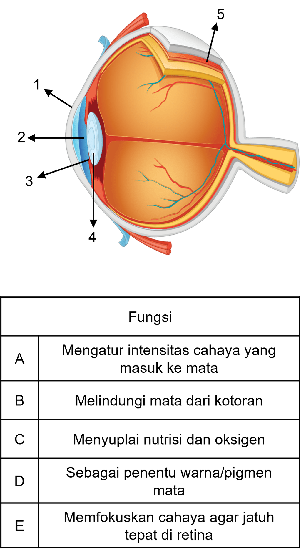 Perhatikan Gambar Dan Tabel Di Bawah Ini Pa