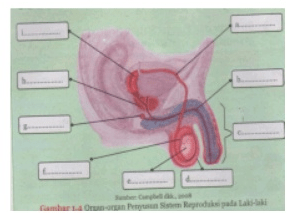 Merupakan yang dan suhu pria sperma testis organ reproduksi adalah tempat mengatur Organ Reproduksi
