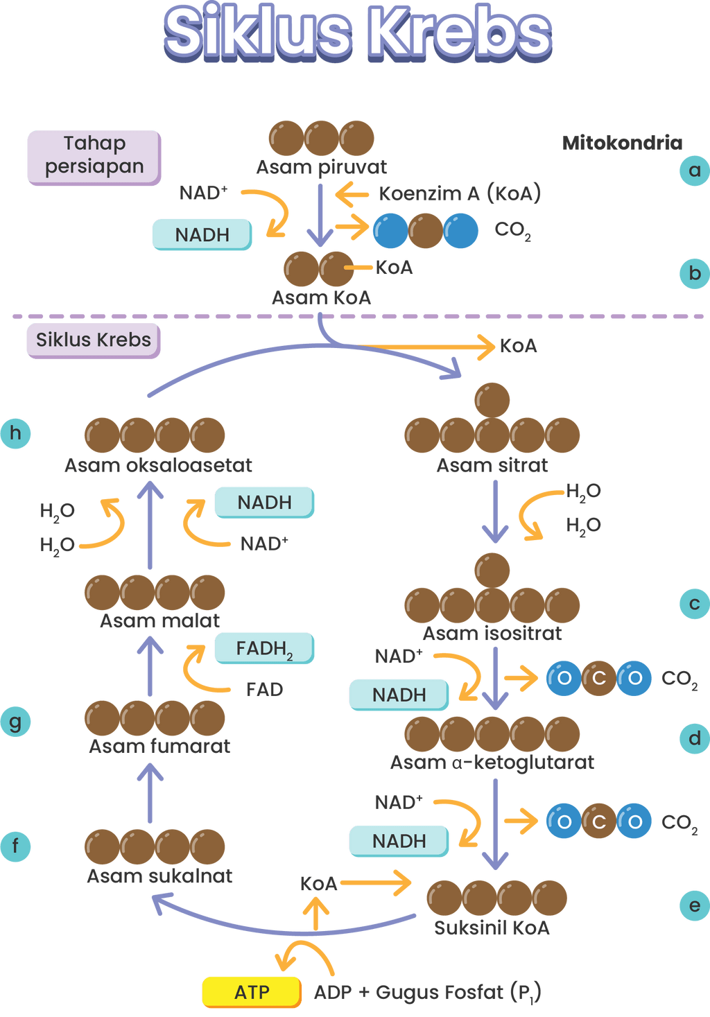 Tahapan Siklus Krebs Yang Membutuhkanmolekul Air T