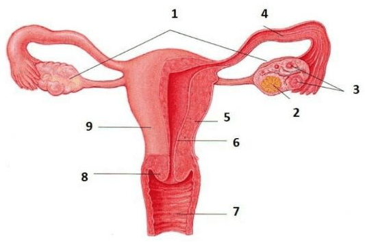 Perhatikanlah gambar  organ reproduksi  di bawah ini 