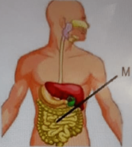 Pencernaan Kimiawi Yang Terjadi Pada Organ M Adala